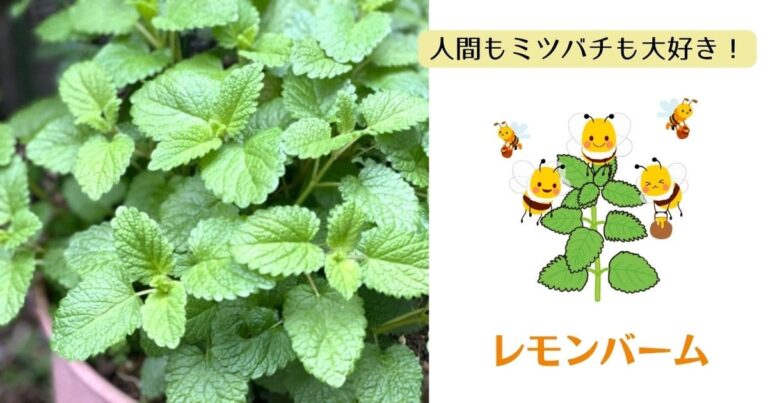 レモンバームとは何ですか？